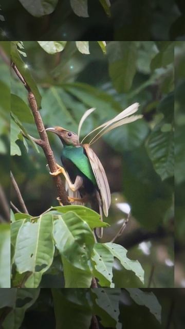 Beautiful Bird #shorts