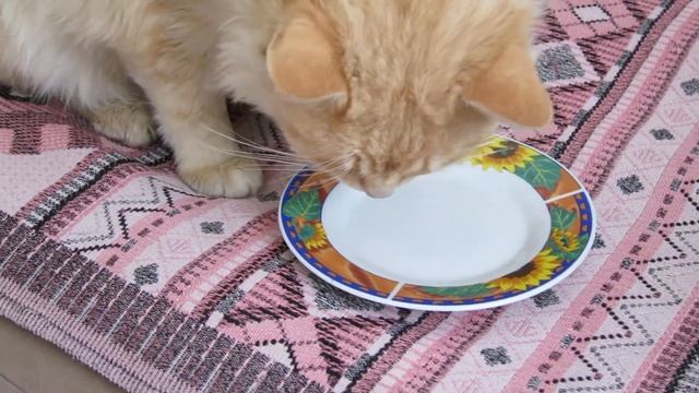 Кіт Рудик їсть гарбузове насіння.