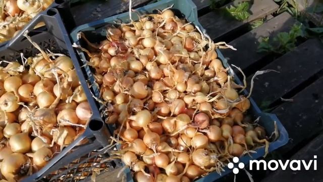 Привезли машину навоза...лук перебрала