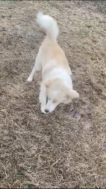 Symiko.ru | Собака Альма ищет дом. Отдаем бесплатно. Собаки в дар в добрые руки.