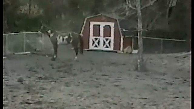 Сами с усами (1 канал, ~2002) (8)