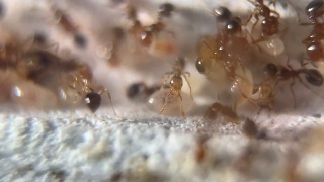 Inside A Fire Ant Colony’s Nest
