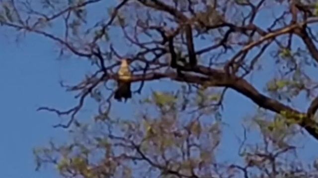 АЛЧЕВСК.КУКУШКА.16МАЯ 2020 ГОДА