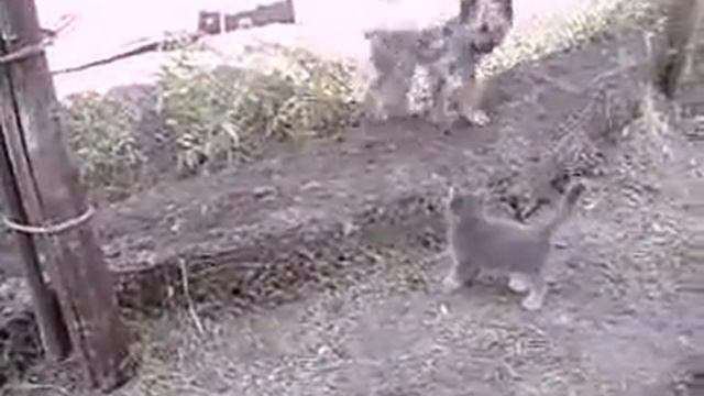 Про кошек . Мой друг !