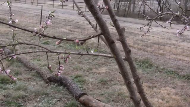 Will A Frozen Fruit Tree Still Produce Fruit?