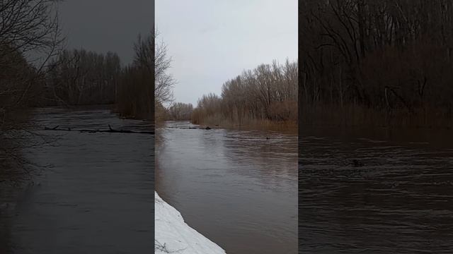 р.Сакмара. Кувандыкский район. Ниже Кувандыка. 6.04.2024г.