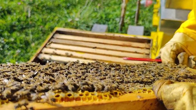 Varored Tretman - Oprez Pčelari #beekeeping #beekeepingrules #beekeepingforbeginer