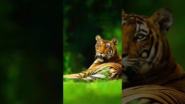 Wild Animals And Birds Collection Shorts 😍|wild Life Animal Shorts | #ytshort #wildlife #viral #bir