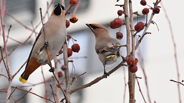 Городские птицы