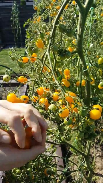 Cherry Tomatoes 