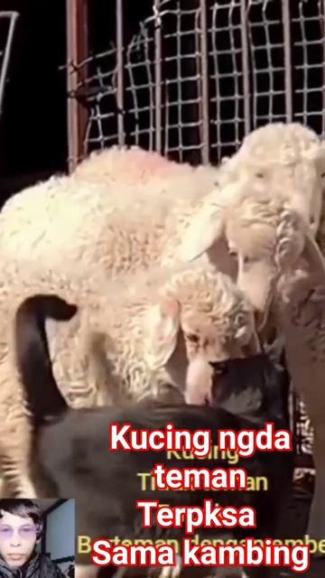 Kucing Bermain Di Kandang Kambing