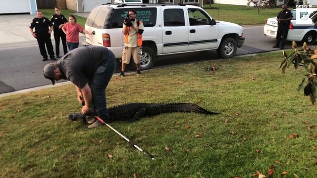 Huge Alligator Rescued From Family's Porch