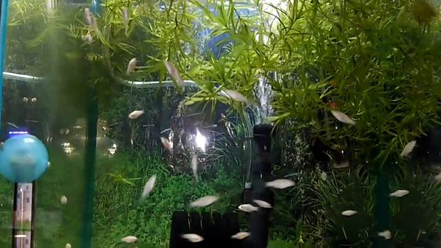 мальки велиферы