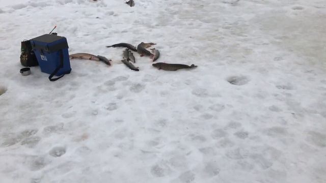 19 февраля 2017 г.