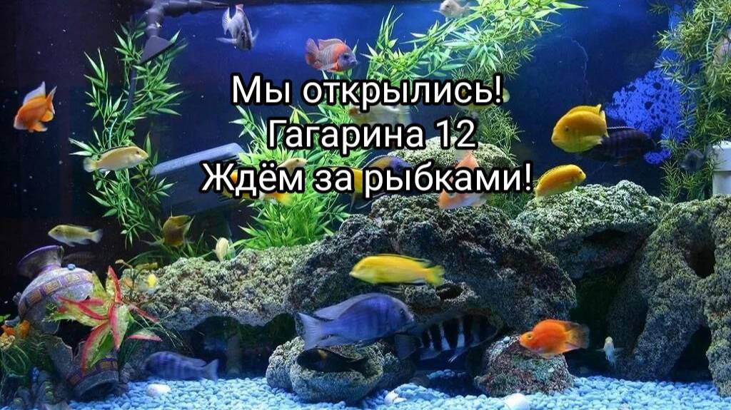 Ура! Мы открылись! Розничный отдел по продаже аквариумных рыбок, Гагарина 12, Челябинск