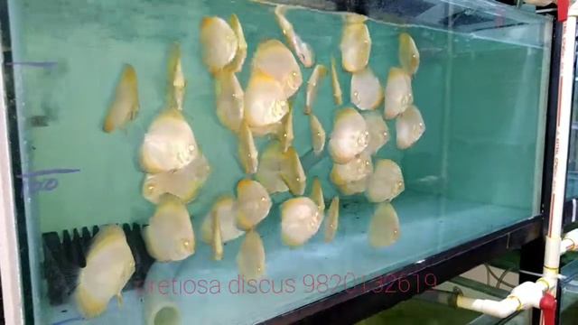 Yellow Diamond Discus Fish ( Pretiosa Discus India)