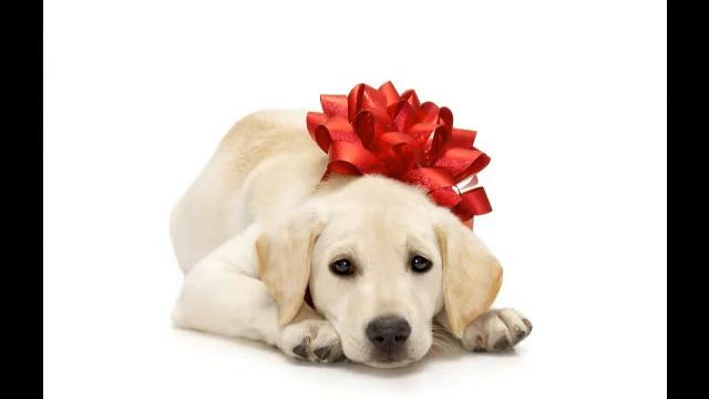 Disturbing Things I Do With My Dog