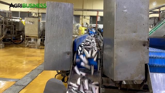 HI-TECH, MABILIS! 3 MILLION Caned SARDINES Everyday Production Ang MEGA SARDINES!