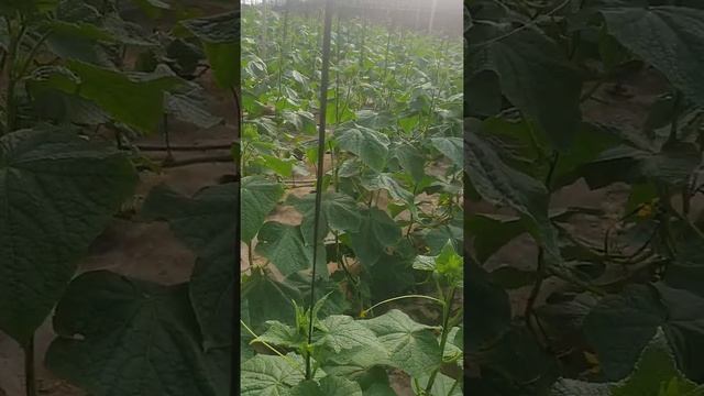 Control Biologico. Mosca Blanca