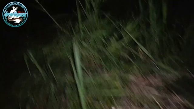 MANCING BELUT PERGI PAGI PULANG MALAM KARENA PENASARAN SAMA SPOTNYA #mancing #fishing #ngurek #belu