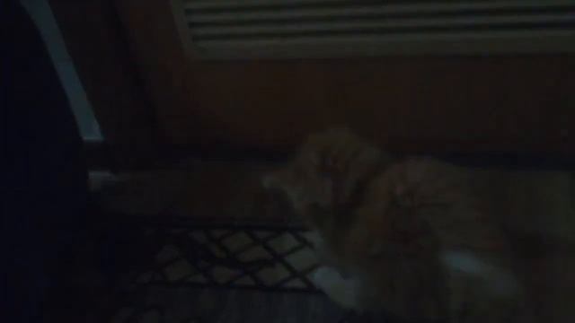 Встреча кота и котёнка.