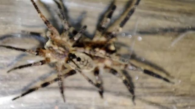 Juntei O Macho E A Fêmea De Zoropsis Spinimana!