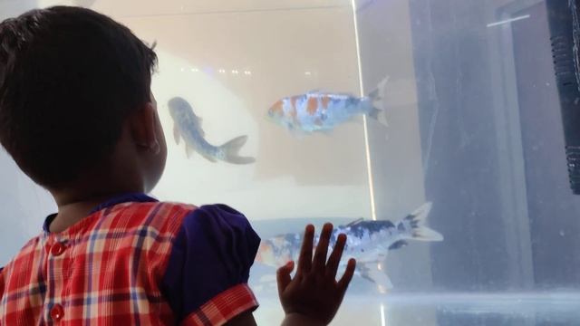 Analiya Aquarium