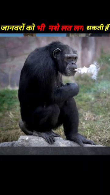 इस Chimpanzee को नशे की लत लग गयी 😨😱 #shorts #facts