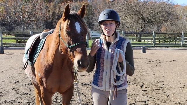 SIGNS A HORSE IS STUBBORN (& How To Fix It)