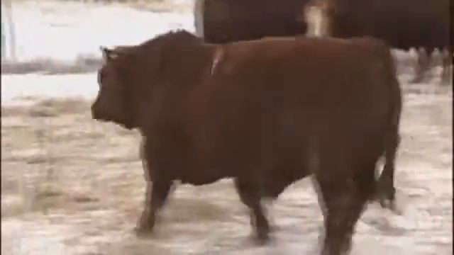 Super Baldie | Red Angus x Simmental | Bulls For Sale in Manitoba in 2016