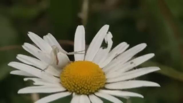 THOMISE Ou Araignée-crabe (Araignée Bondissante)