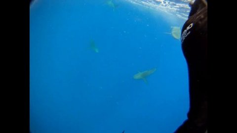 North Shore Shark Dive.wmv