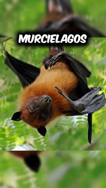 Animales Cuando Duermen #shorts