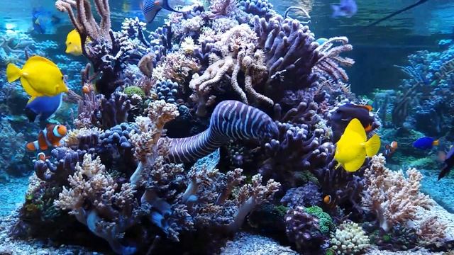 Dormero July 2020 Hotel Reef Aquarium Kyranyca