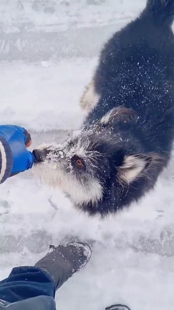 Желудок на лапках 😁