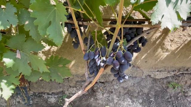 🍇Надія рання, Ромбік, Г/ф 10-31🍇