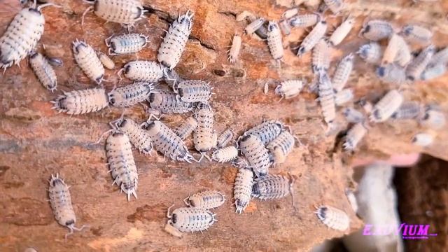 Porcellio Nicklesi 'Rubivan' Proliferating Like Scabers!