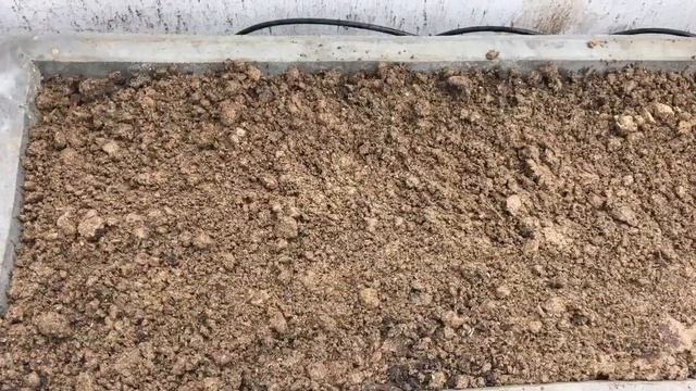 Vinca Propogation By Cutting In Short