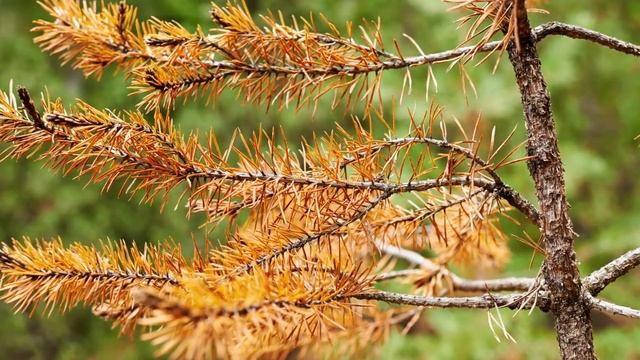 Лиственица - едно от дърветата, които може да видите в местността Дендрариума на Витоша