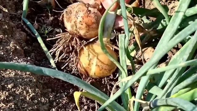 Простой Рецепт Жареных Пирожков. Рецепт Фаршированного Картофеля с Мясом и Овощами.