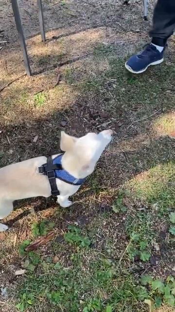 Умный пес по кличке умка ,отказывается кушать