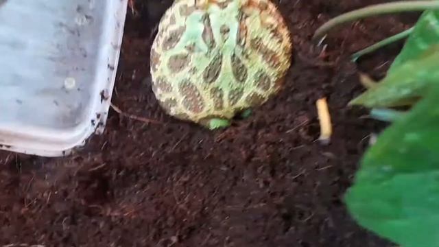 Как рогатки зарываются в грунт