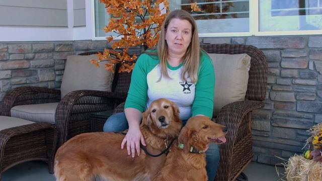 Mini Golden Retriever Vs Golden Retriever | Dog Breeds |  Big Hearted Breeders