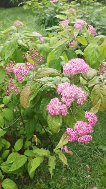 #garden Spiraea Japonica, Спірея