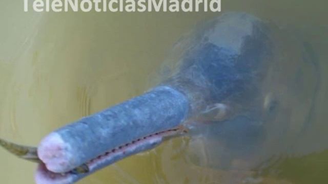 Descubren Una Nueva Especie De Delfín En La Amazonía Brasileña