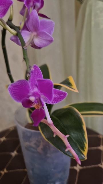 Орхидея с вариагатной расцветкой листьев