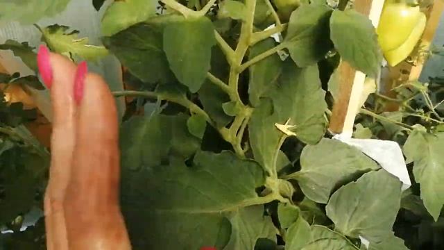 Гортензии после перевалки.  Томаты жируют.  Дела житейские.