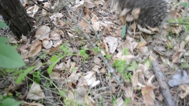 Ежик в лесу