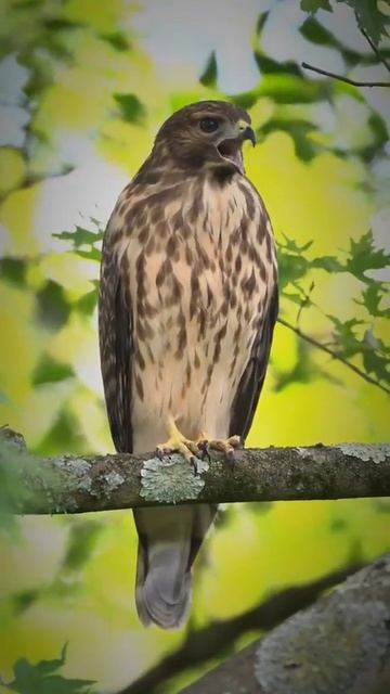 Удивительные животные