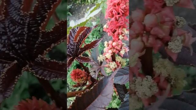 Неожиданное чудо🌹